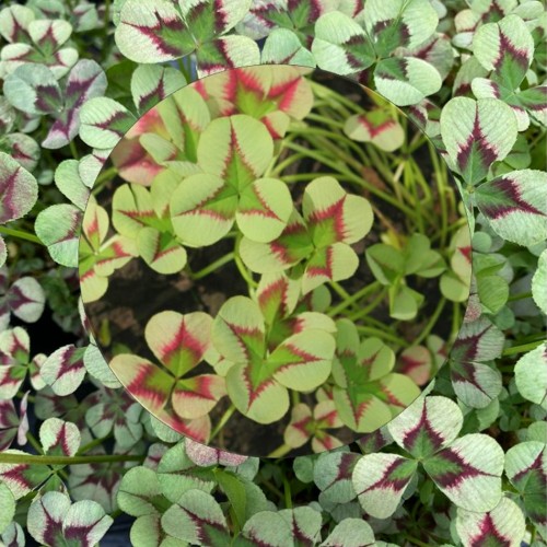 Trifolium repens 'Angle Clover Jade' - Valge ristik 'Angle Clover Jade' C1,5/1,5L